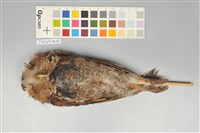 藏品(黃嘴角鴞)的圖片